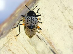 Cypherotylus debauvei
