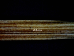 Equisetum × nelsonii