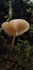Collybiopsis neotropica