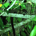 Arctogalidia trivirgata stigmaticus - Photo (c) Chun Xing Wong,  זכויות יוצרים חלקיות (CC BY-NC), הועלה על ידי Chun Xing Wong