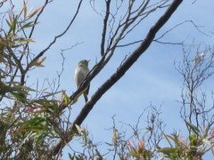 Zosterops lateralis chloronotus