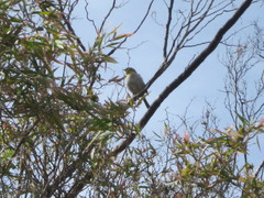 Zosterops lateralis chloronotus