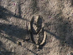 Cervus canadensis sibiricus