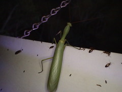 Trachymantis dentifrons