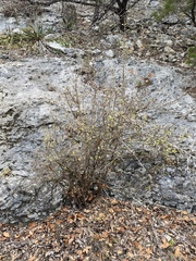 Philadelphus texensis