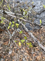 Philadelphus texensis