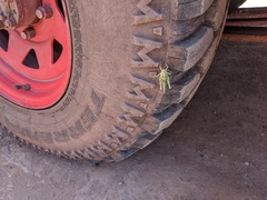 Ecphantus quadrilobus