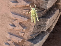 Ecphantus quadrilobus