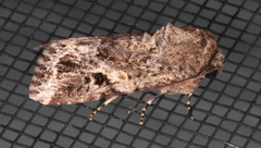 Spodoptera umbraculata