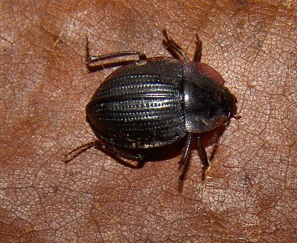 Necrophilus pettitii
