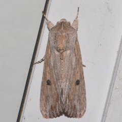 Spodoptera albula