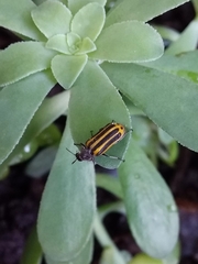 Astylus forcipatus