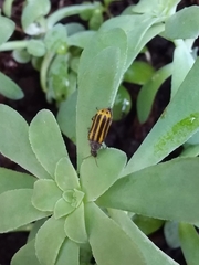 Astylus forcipatus