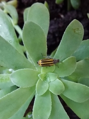 Astylus forcipatus