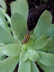 Astylus forcipatus
