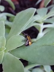Astylus forcipatus