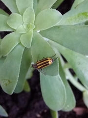 Astylus forcipatus