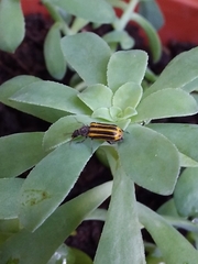 Astylus forcipatus