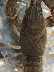Cambarus latimanus