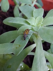 Astylus forcipatus