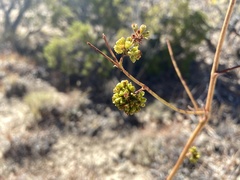 Eriogonum alatum