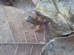 Silverstoneia flotator