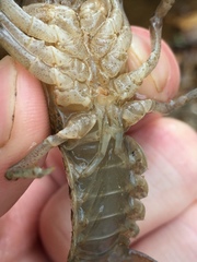 Cambarus latimanus