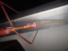 Tropidoderus rhodomus