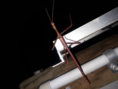 Tropidoderus rhodomus