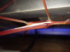 Tropidoderus rhodomus