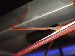 Tropidoderus rhodomus