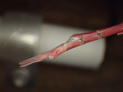 Tropidoderus rhodomus