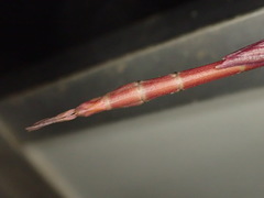 Tropidoderus rhodomus