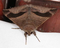 Bastilla solomonensis