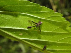 Eosalpingogaster