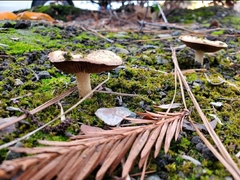 Agaricales
