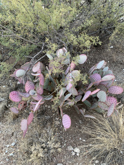 Opuntia santa-rita
