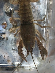 Cambarus latimanus