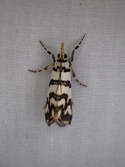 Hednotodes callichroa