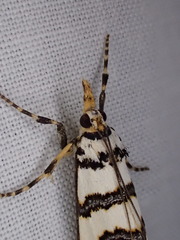 Hednotodes callichroa