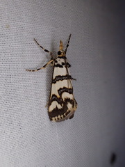 Hednotodes callichroa