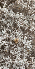 Cratystylis conocephala
