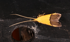 Crocanthes micradelpha