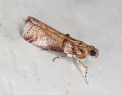 Conobathra hemichlaena