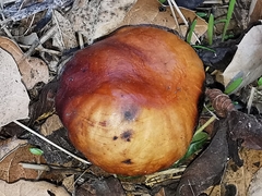 Aesculus californica