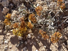 Eriogonum correllii