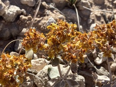 Eriogonum correllii