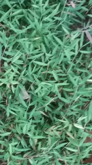 Microstegium vimineum