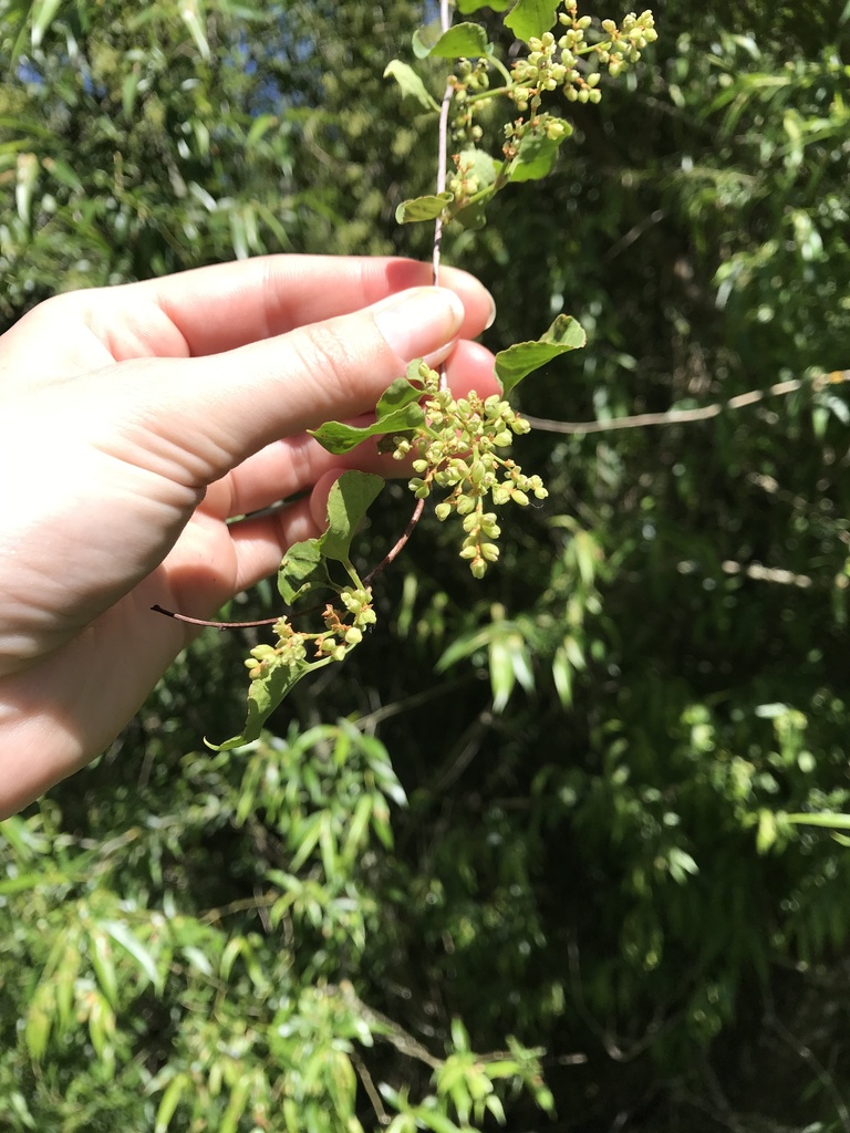 Muehlenbeckia australis from Dunlops Road, Loburn, Canterbury, NZ on 2020년 11월 27일 (금) at 10:48 오전 by ericaweb... 