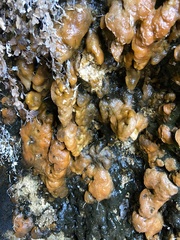 Gallionellaceae